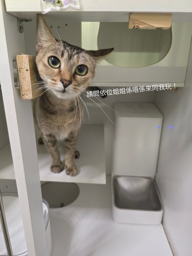 貓貓相片 4