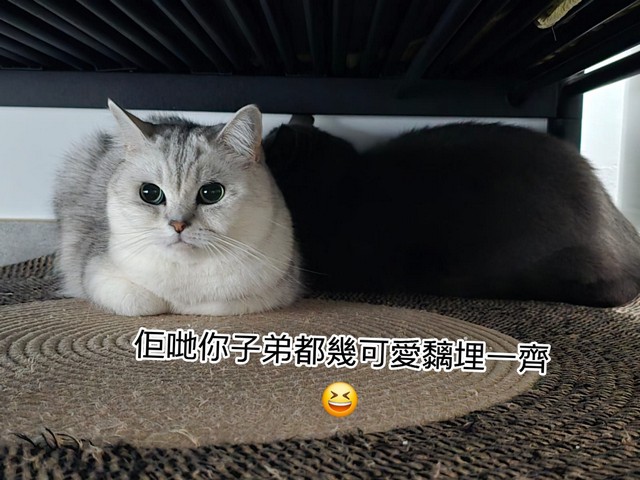 貓貓相片 6